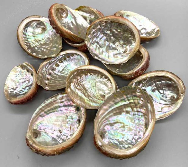 (pack of 100) 2\" - 3\" Abalone Shell incense burner