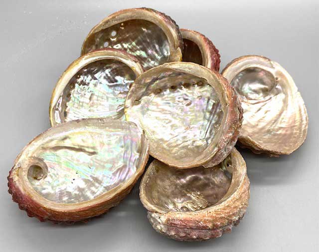 (pack of 12) 3-4\" Abalone Shell incense burner