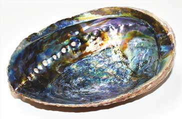 6\"- 7\" Abalone Shell incense burner (A quality)