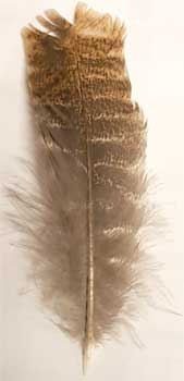 Barred Wing Smudging Feather 12\"